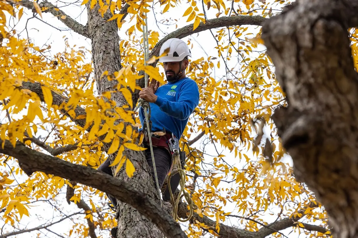 Skilled Tree Pruning crew working in Crane Lake