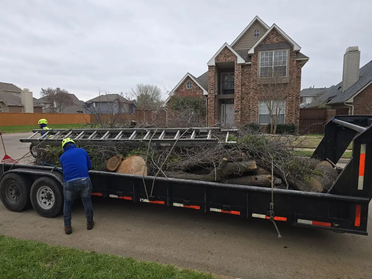Expert Tree Removal with proper safety equipment in Crane Lake